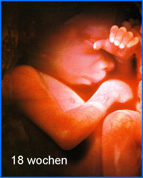 images/18_weeks_de